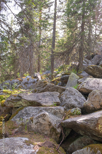 Climbing a mountain from a stone of a krumnik and coniferous trees. Wall mural
