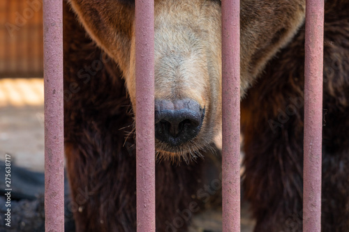 The beast is in a cage. part of the muzzle of a brown bear behind bars