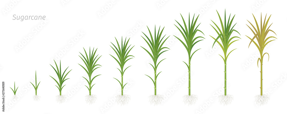 Crop stages of Sugarcane. Growing sugar cane plant used for sugar production. Vector Illustration animation progression. Stock Vector | Adobe Stock Crop stages of Sugarcane. Growing sugar cane plant used for sugar production. Vector Illustration animation progression. Stock Vector | Adobe Stock