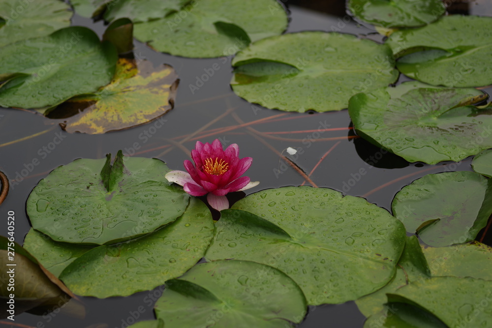 ハスの花
