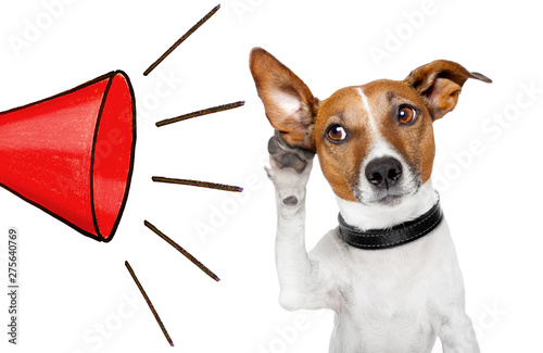 Canvas Print dog listening with big ear