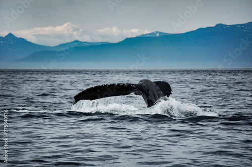 Amazing whale tail breaching water © Josh