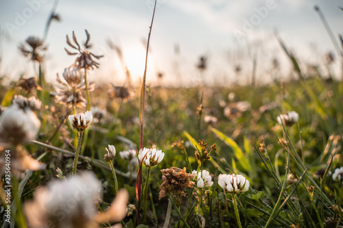 field of daisies © CFFotografie