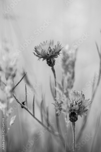 flowers on a background
