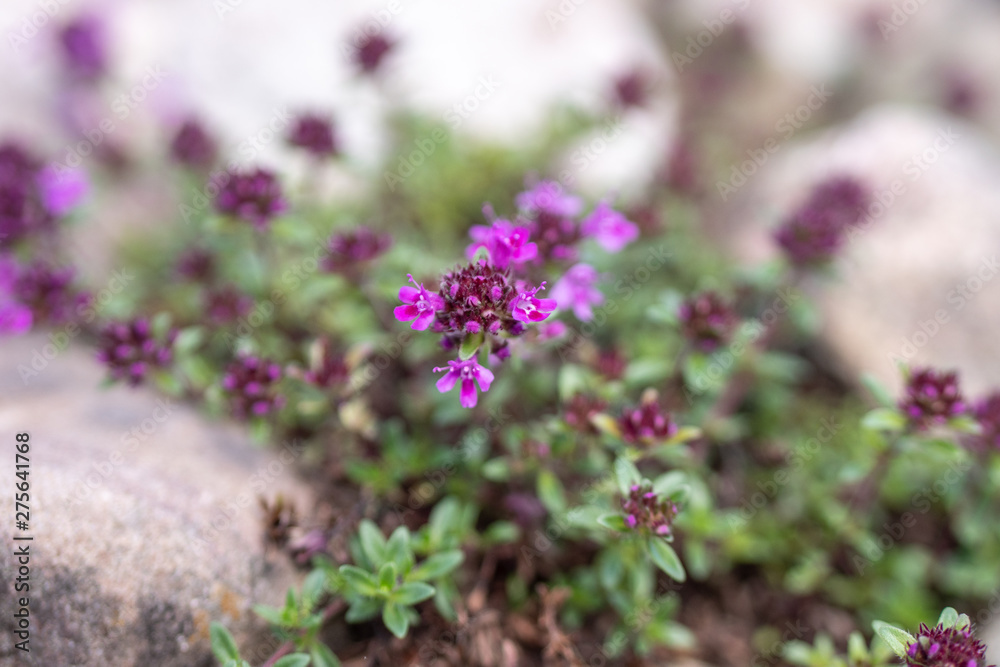 flowers in garden