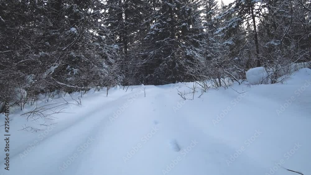 Winter forest - tall trees, white snow. Traces of the animal in the snow. Horizontal camera movement. Winter forest - tall trees, white snow. Traces of the animal in the snow. Horizontal camera movement.
