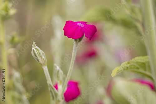 flower in the garden