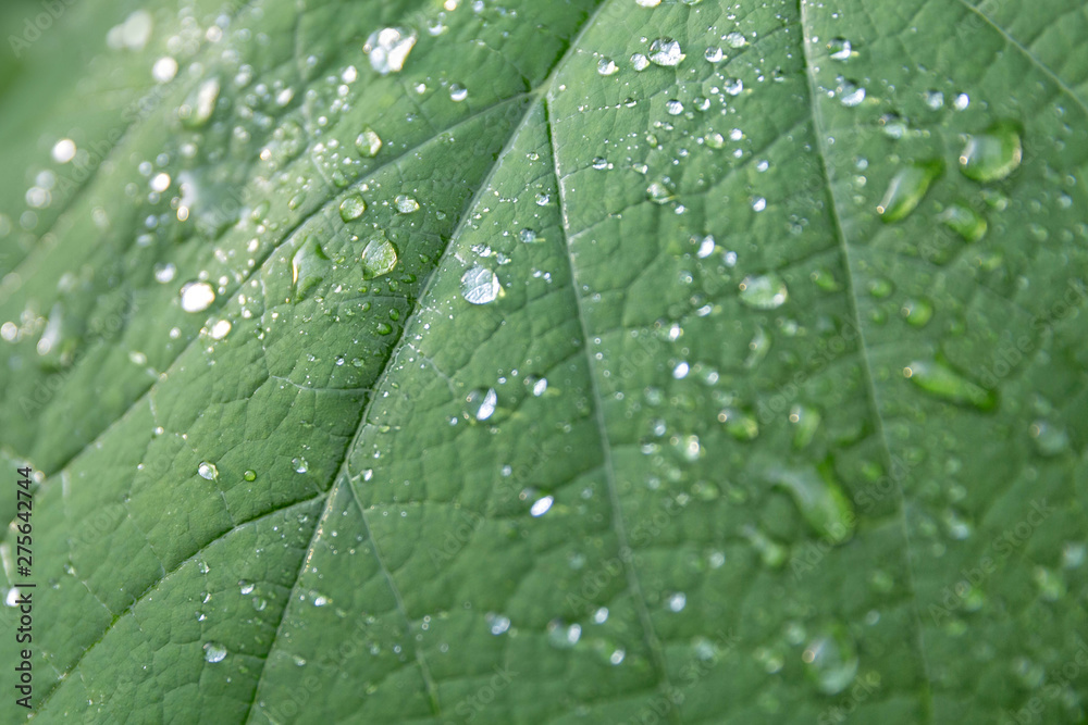 Droplets of water on the leaves Droplets of water on the leaves