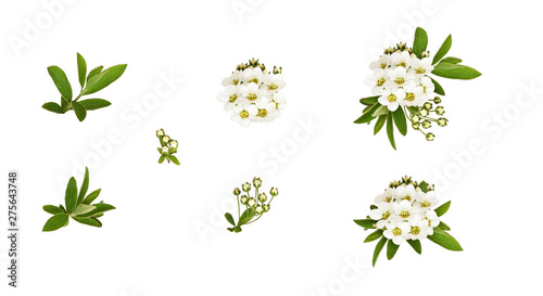 Set of spring spiraea flowers, buds, leaves and arrangements