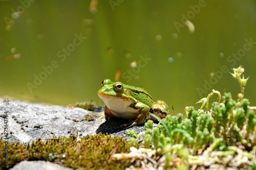 Lake or Pool Frog (Pelophylax lessonae), Marsh frog (Pelophylax ridibundus), edible frog (Pelophylax esculentus) on the edge of the pond. Cute green frog resting on the shore of the pond photo