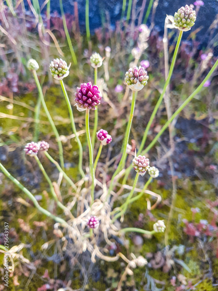 Round-headed garlic or ball-head onion