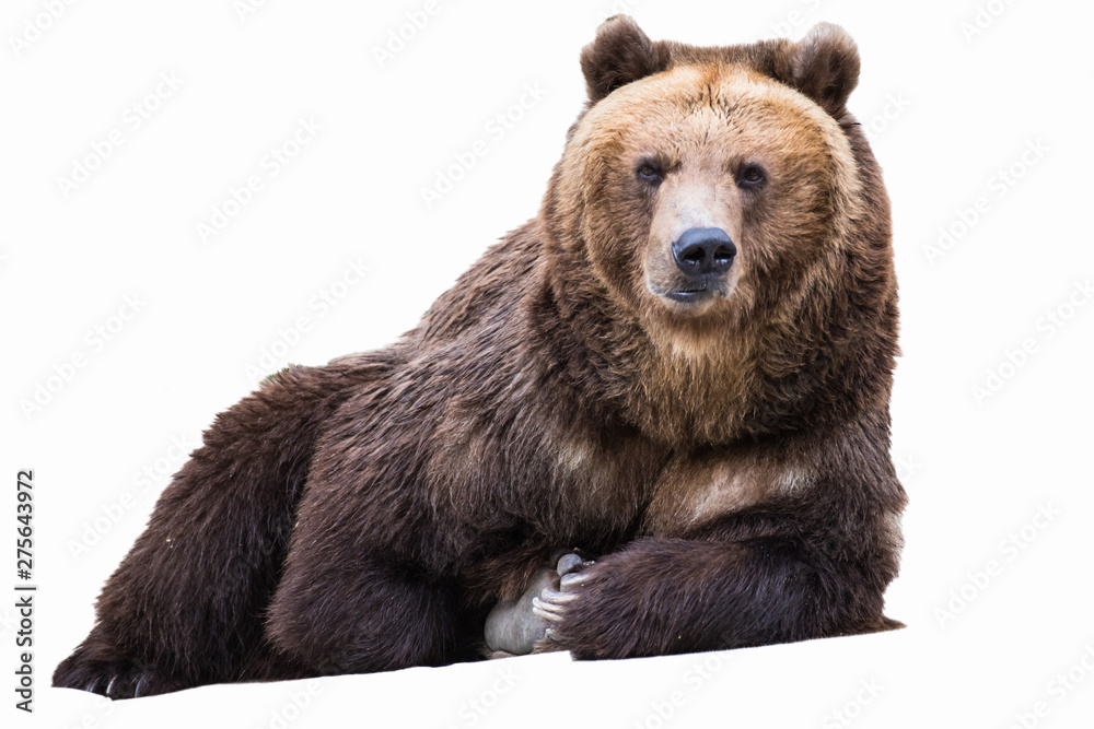 Fototapeta premium Portrait of a brown bear isolated on white