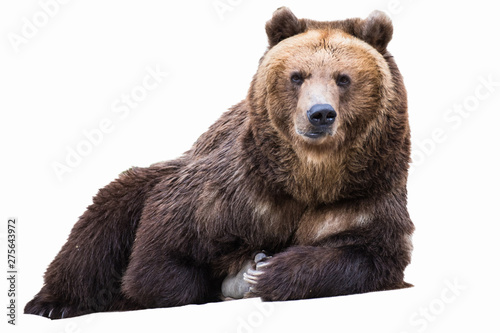 Portrait of a brown bear isolated on white