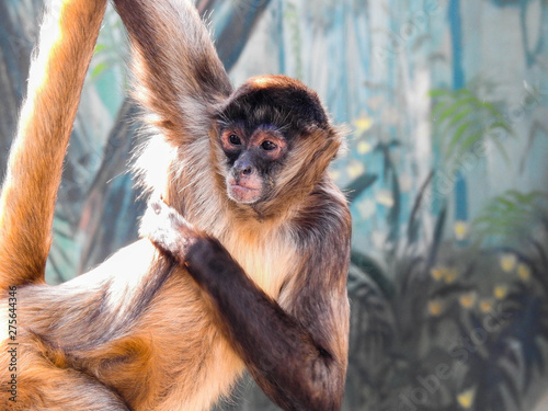 Canvas Print Blonde and Brown Spider Monkey Hanging by its Arm