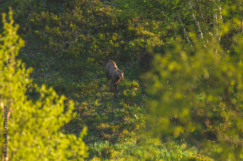 Chamois dans la Vallée de Chaudefour en Auvergne - Massif du Sancy photo