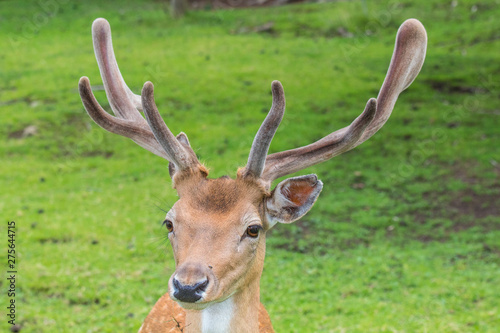 Cervi fra le montagne