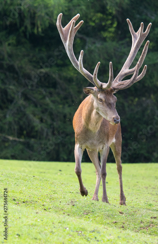 Daini e cervi, fra le montagne