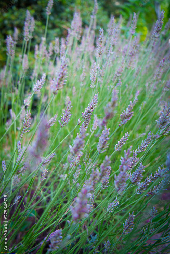 A colorful bush of lavender stems in elegant composition against a natural background A colorful bush of lavender stems in elegant composition against a natural background