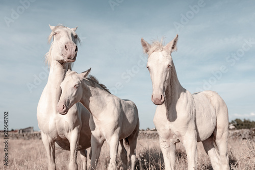 Fototapeta Naklejka Na Ścianę i Meble -  white horse family in the field on a sunset