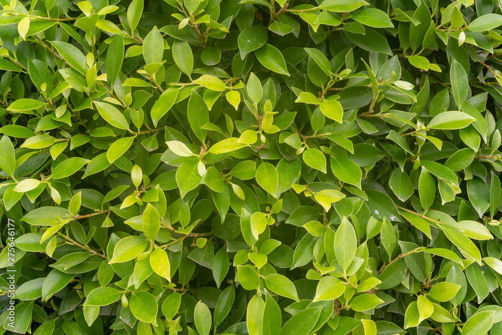 green leaves background green leaves background