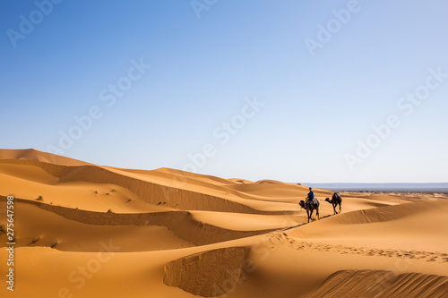Caravan of one person and two camels in summer sahara getting to destination  nature sands landscape of Safari environment during journey trip  concept of Arabian adventure in Morocco wilderness