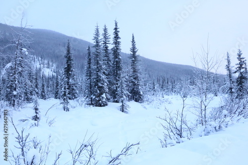 forest in winter © JammTravelMemories