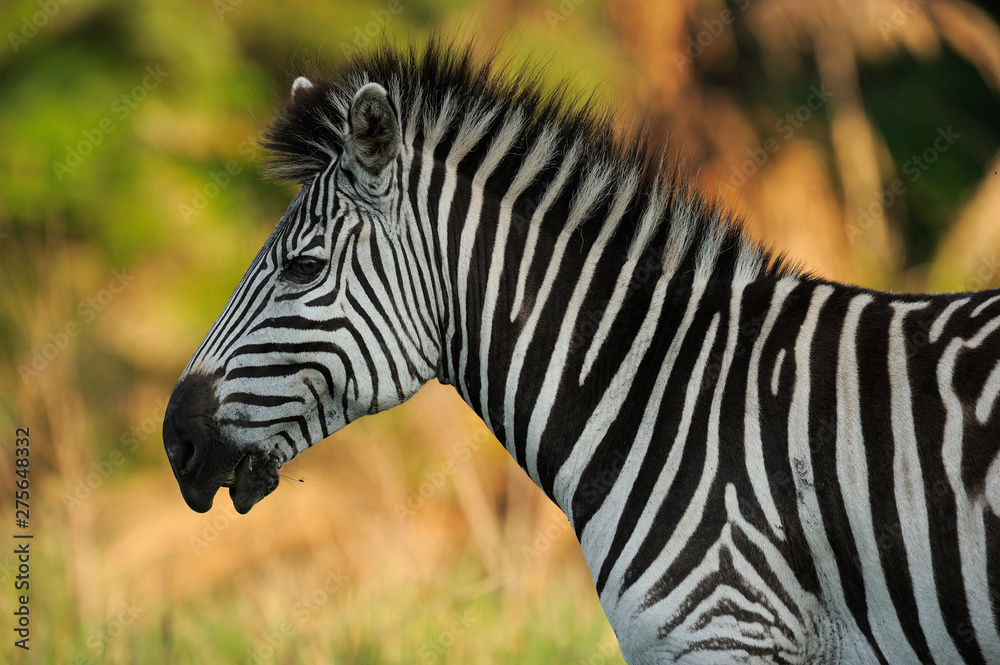 Portrait of a zebra Portrait of a zebra