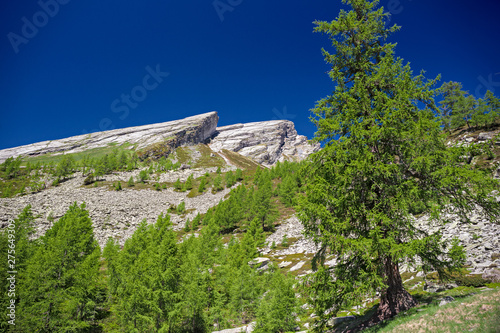 Panoramic view of the Pioda di Crana rock plaques, among high altitude conifer woods. photo