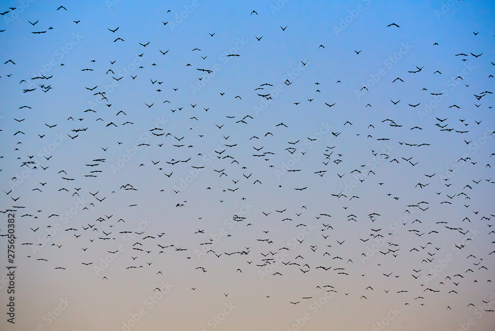 many flying birds in the colorful sky at sunset many flying birds in the colorful sky at sunset
