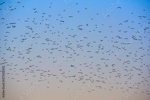 many flying birds in the colorful sky at sunset
