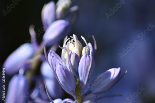 Blühende Hasenglöckchen (Hyacinthoides)