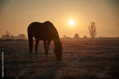 one horse grazes in a meadow at sunrise