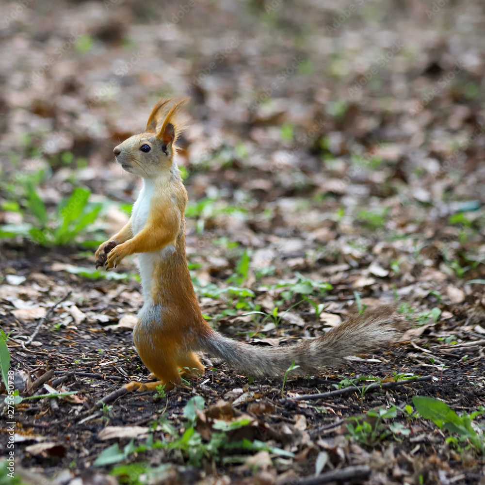 An Eurasian red squirrel (Sciurus vulgaris) in seasonal shedding from gray winter coat to red summer coat standing on its hind legs An Eurasian red squirrel (Sciurus vulgaris) in seasonal shedding from gray winter coat to red summer coat standing on its hind legs