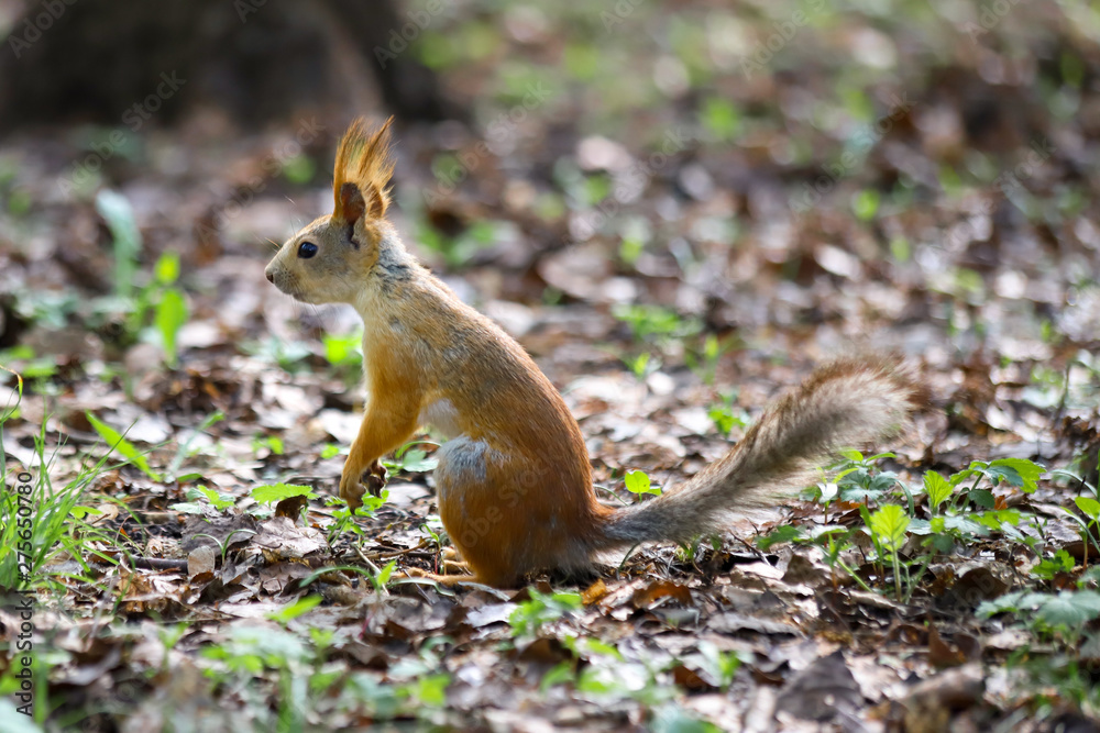 An Eurasian red squirrel (Sciurus vulgaris) in seasonal shedding from gray winter coat to red summer coat standing on its hind legs An Eurasian red squirrel (Sciurus vulgaris) in seasonal shedding from gray winter coat to red summer coat standing on its hind legs
