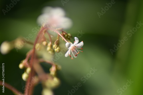 Porzellanblümchen (Saxifraga × urbium) - Steinbrech