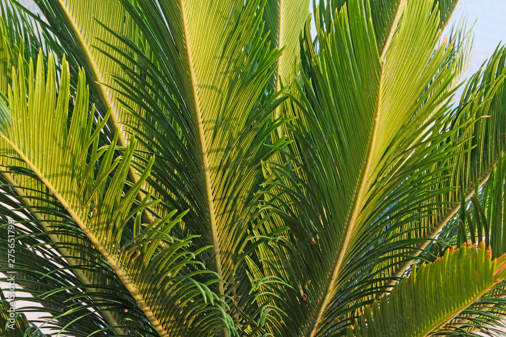 Palm green leaves as background or texture. Tropical plants concept. Palm green leaves as background or texture. Tropical plants concept.