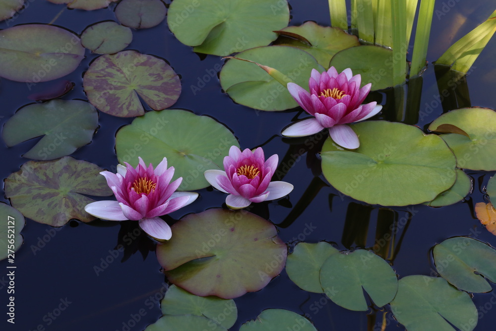 Beautiful Waterlily flower in the garden pond Beautiful Waterlily flower in the garden pond
