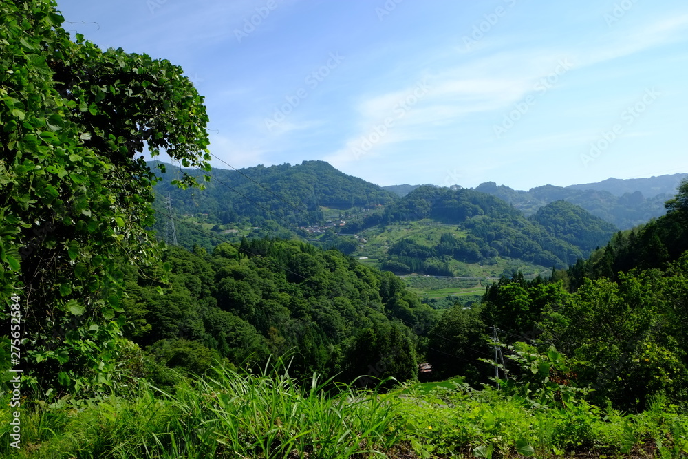 田舎の夏