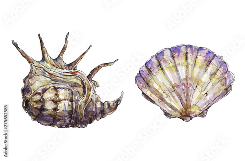 Sea shells colorful illustration in watercolor and vector