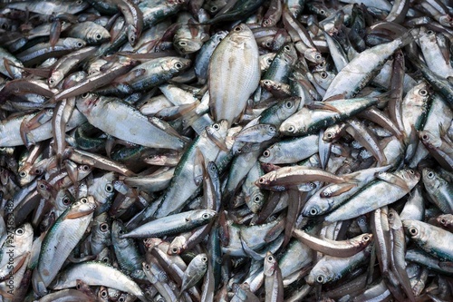 Freshly caught fish, fishing village of Ngapali, Thandwe, Rakhine State, Myanmar, Asia photo