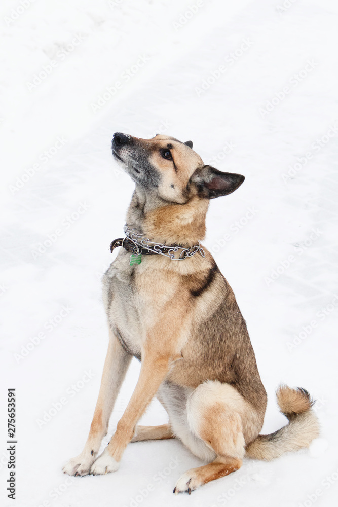 Brown and white short-haired mongrel dog on a background of a winter snowy park.