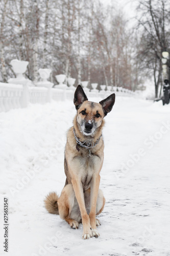 Brown and white short-haired mongrel dog is looking into the camera on a background of a winter snowy park. © Nadezhda Zaitceva