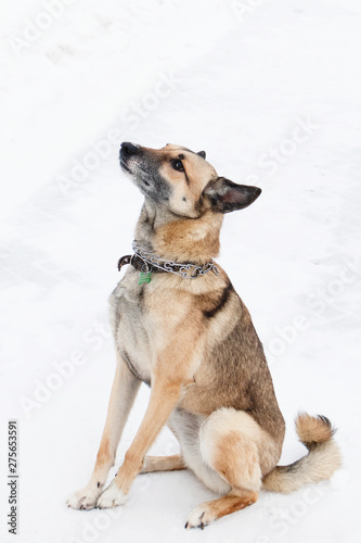 Brown and white short-haired mongrel dog on a background of a winter snowy park. © Nadezhda Zaitceva