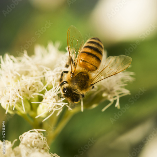 Bee looking for pollen © Freepik