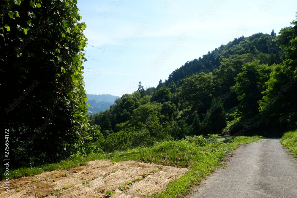 田舎の夏