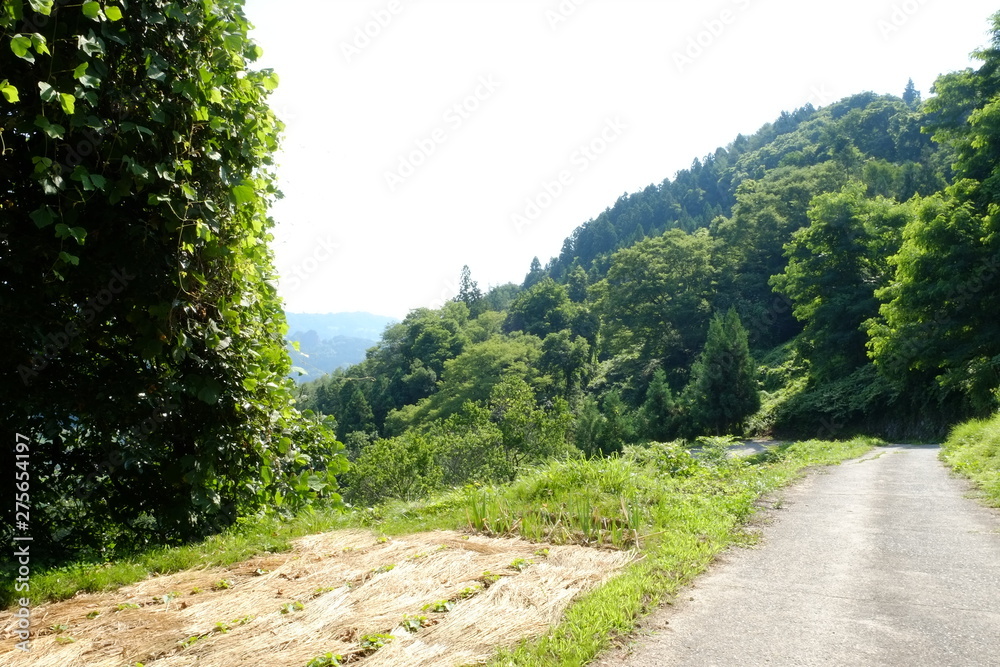 Obraz premium 田舎の夏