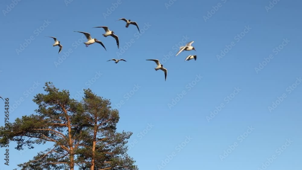 Seagulls Fly, Resisting The Strong Wind. Remain In One Place, Against The Sky And The Crown Of A Tall Pine Seagulls Fly, Resisting The Strong Wind. Remain In One Place, Against The Sky And The Crown Of A Tall Pine