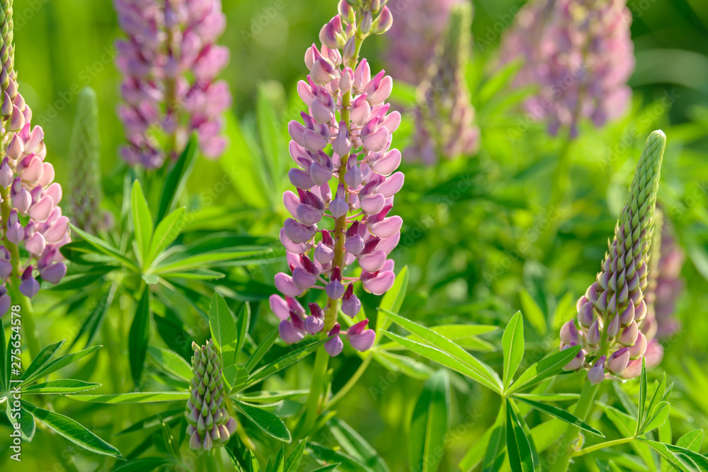 Lupinus, lupin, lupine field with pink purple and blue flowers. Bunch of lupines summer flower background