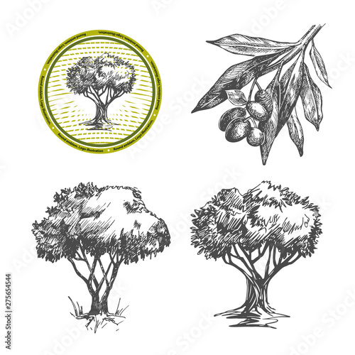 Vector images of olives and olive trees.