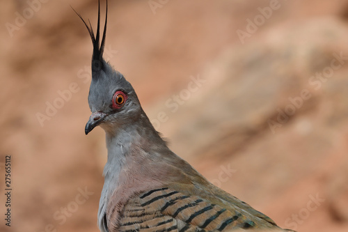 Close up portrait of a crested pigeon (ocyphaps lophotes) photo